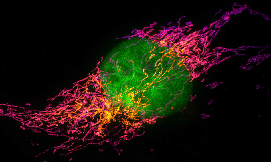 AVOIDING ORGANIC FLUORESCENCE