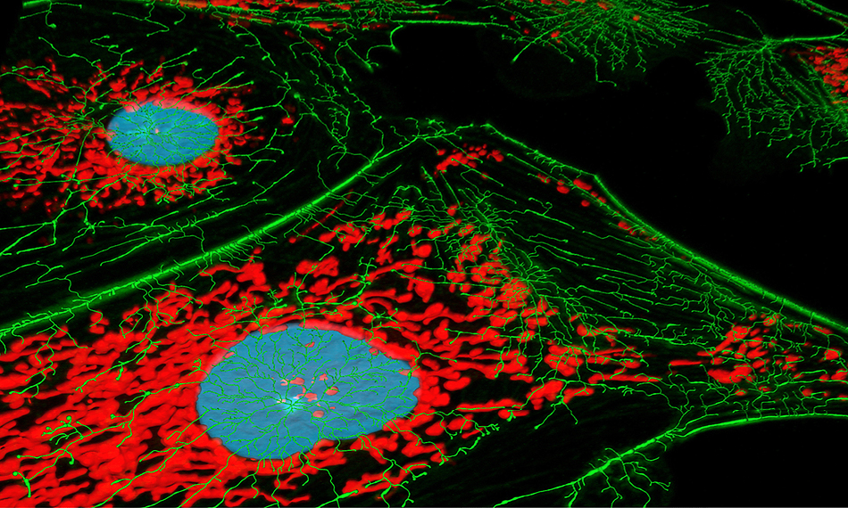 LASER-EXCITED FLUORESCENCE